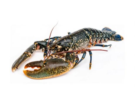 Fresh Live Scottish Lobster | 3kg